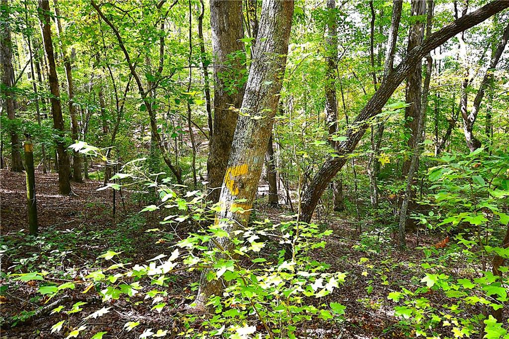 1 Poplar Springs Road Buchanan, GA 30113 - Photo 15 of 39 a view of tree