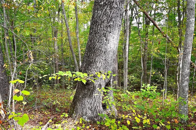a close up of a tree