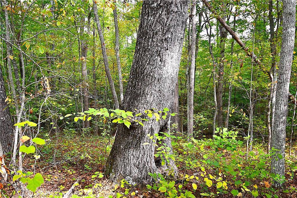 1 Poplar Springs Road Buchanan, GA 30113 - Photo 16 of 39 a view of outdoor