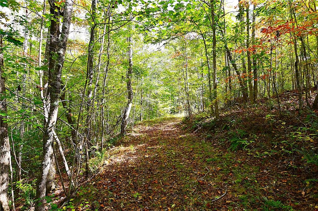 1 Poplar Springs Road Buchanan, GA 30113 - Photo 21 of 39 a view of forest