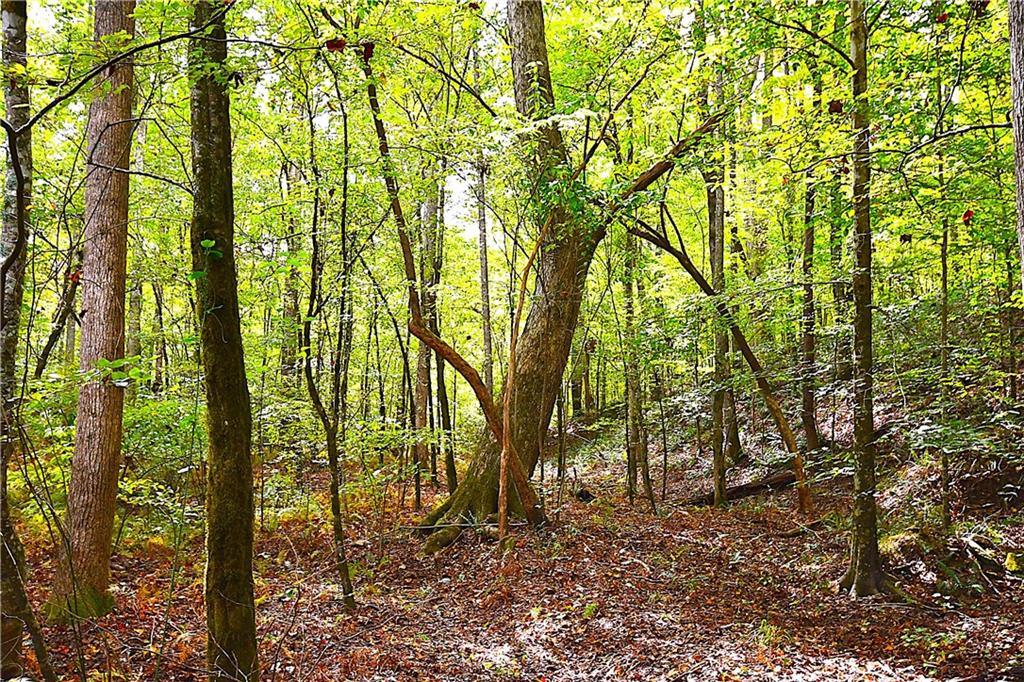 1 Poplar Springs Road Buchanan, GA 30113 - Photo 23 of 39 a backyard of a house with lots of trees