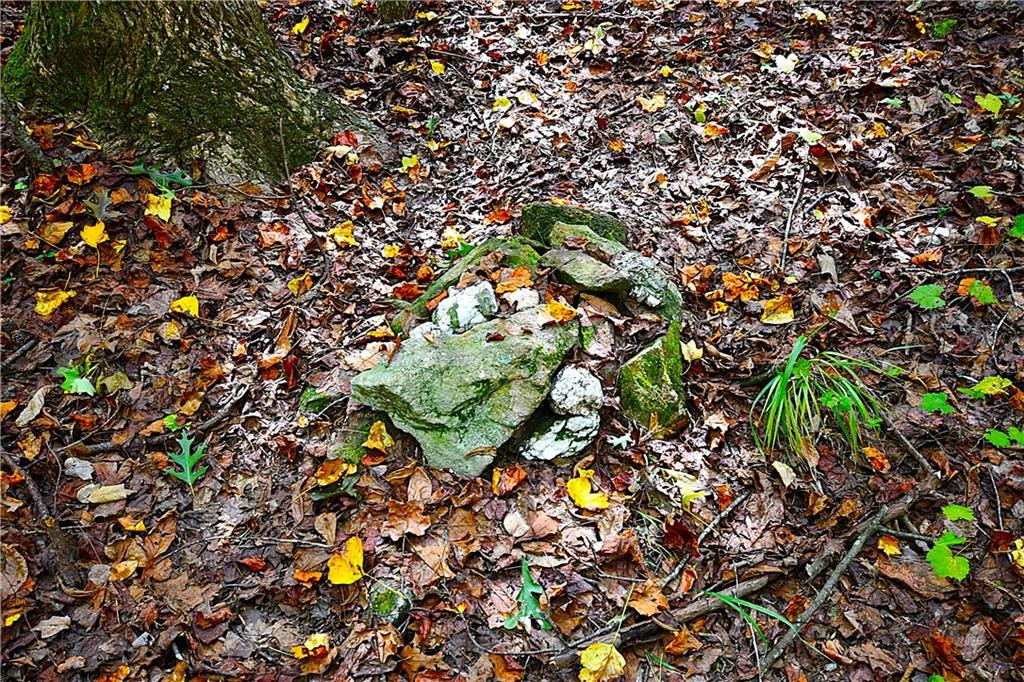 1 Poplar Springs Road Buchanan, GA 30113 - Photo 26 of 39 a picture of tree