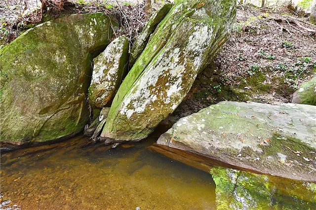 a view of an ocean with a large tree