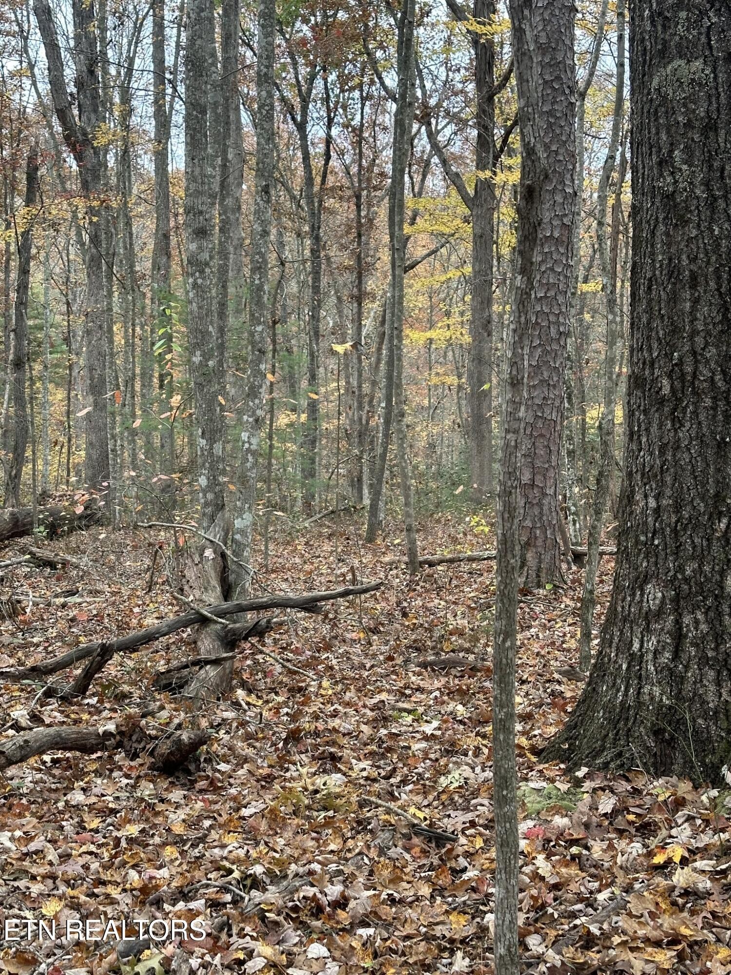 6 Wilderness Trail Oneida, TN 37841 - Photo 12 of 17