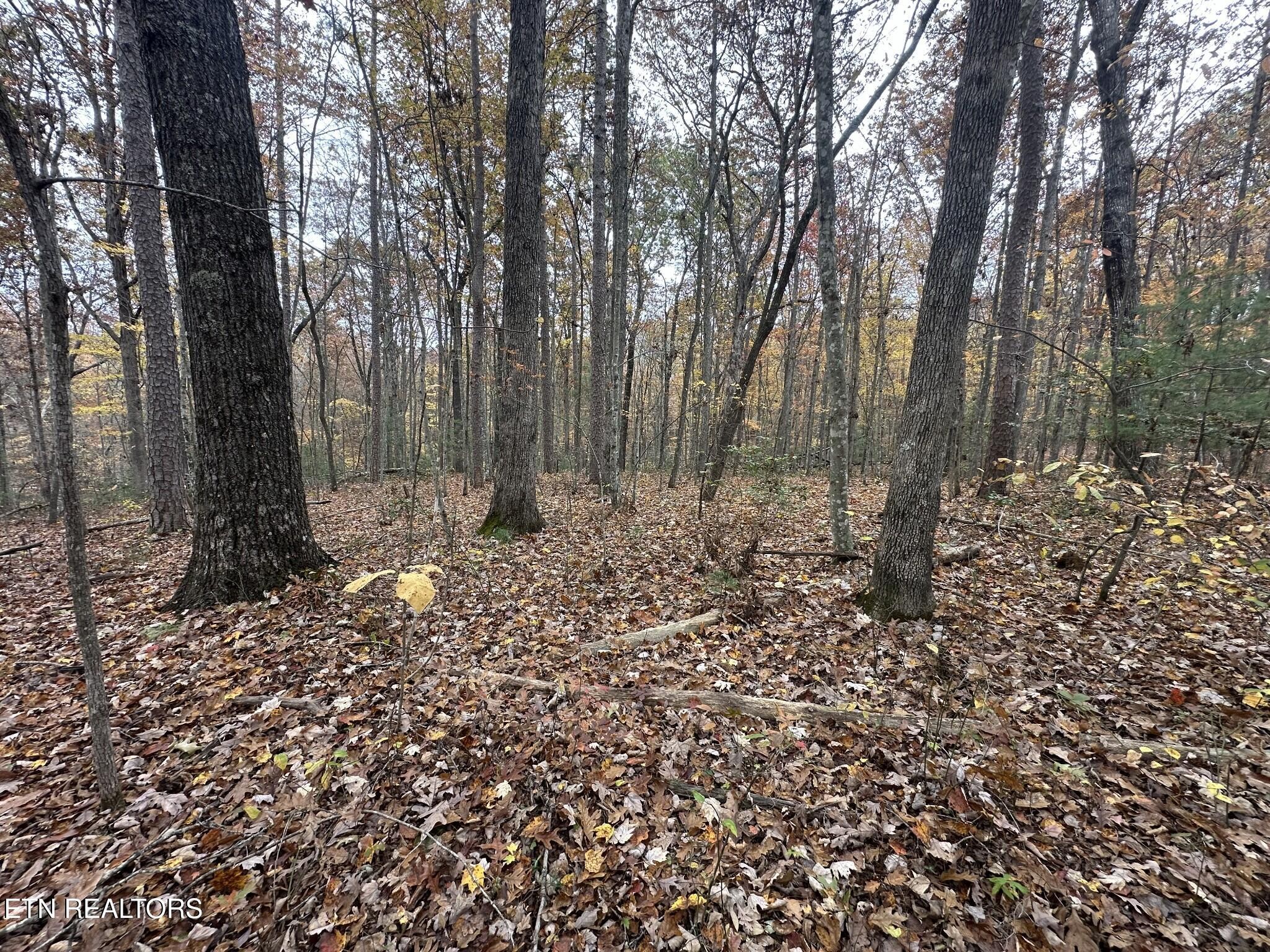 6 Wilderness Trail Oneida, TN 37841 - Photo 6 of 17