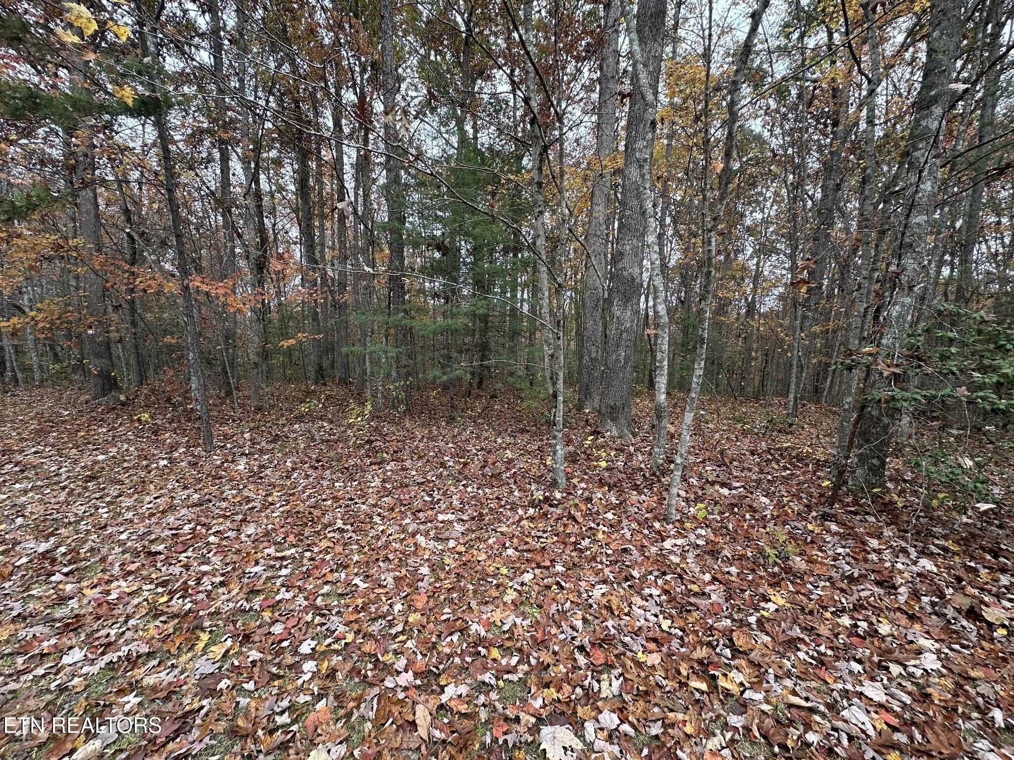 6 Wilderness Trail Oneida, TN 37841 - Photo 8 of 17