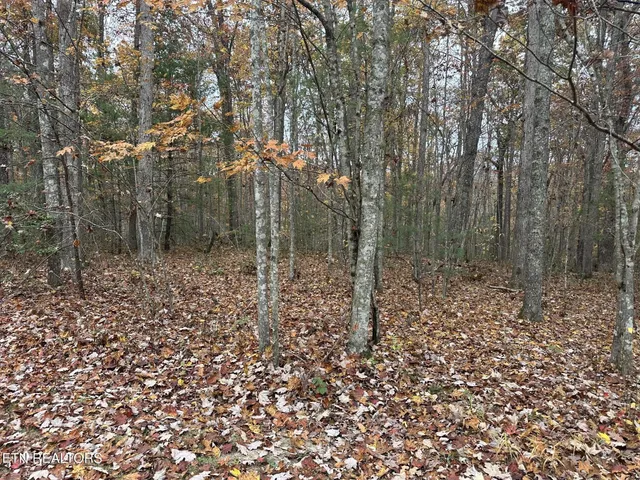 a view of a yard with trees