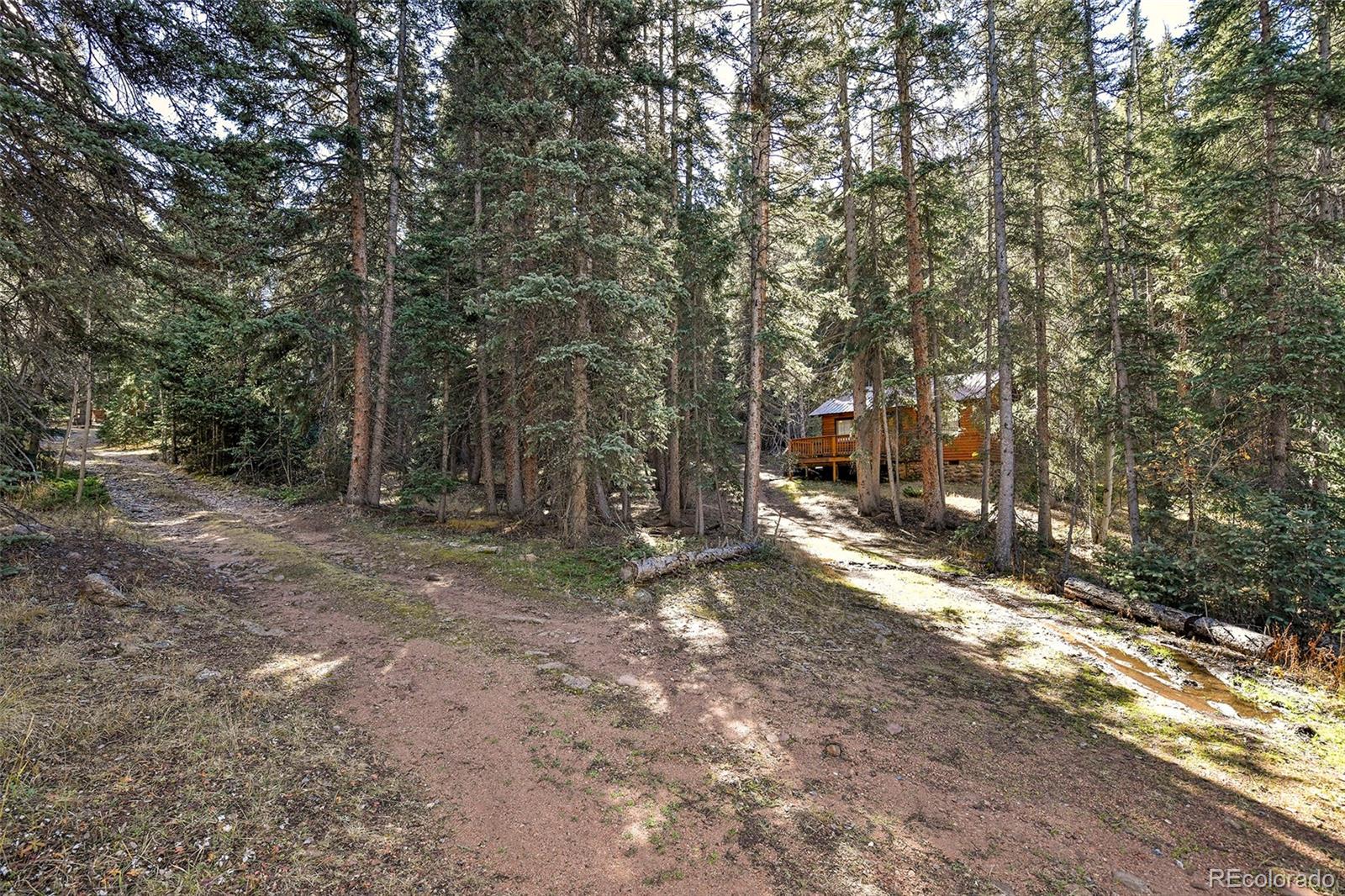 104 Usfs Divide, Unit 383 Divide, CO 80814 - Photo 24 of 41 a view of a forest with trees in the background