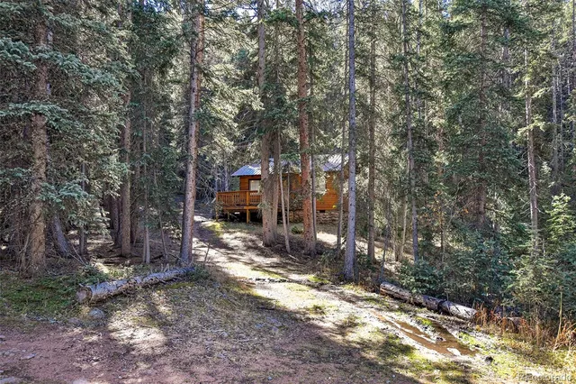 a view of a forest with trees