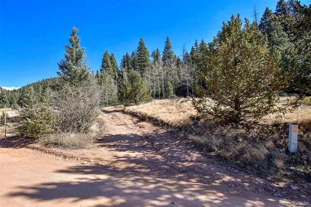 a view of a dry yard with trees