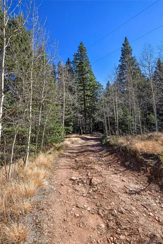 a view of a yard with trees