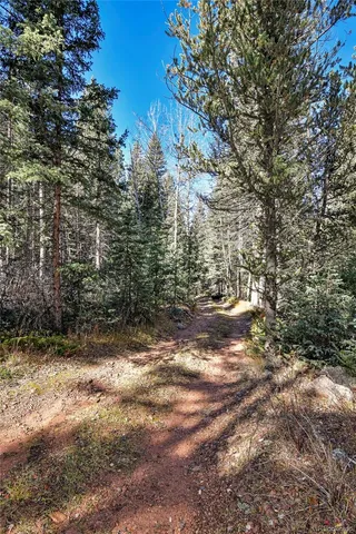 a view of a yard with plants and trees