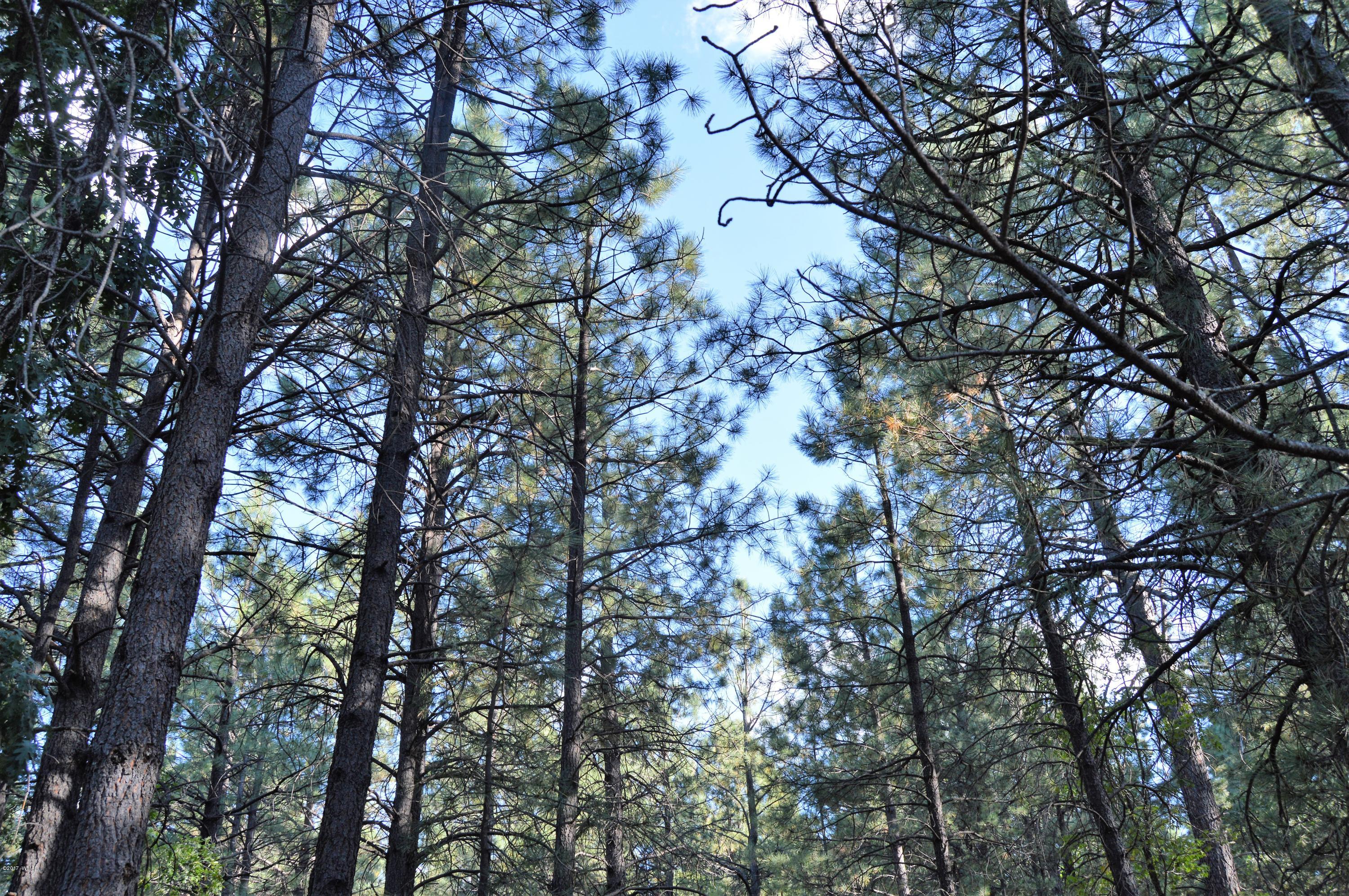 5003 Night Hawk Loop Pinetop, AZ 85935 - Photo 2 of 3 Gallery Image 2