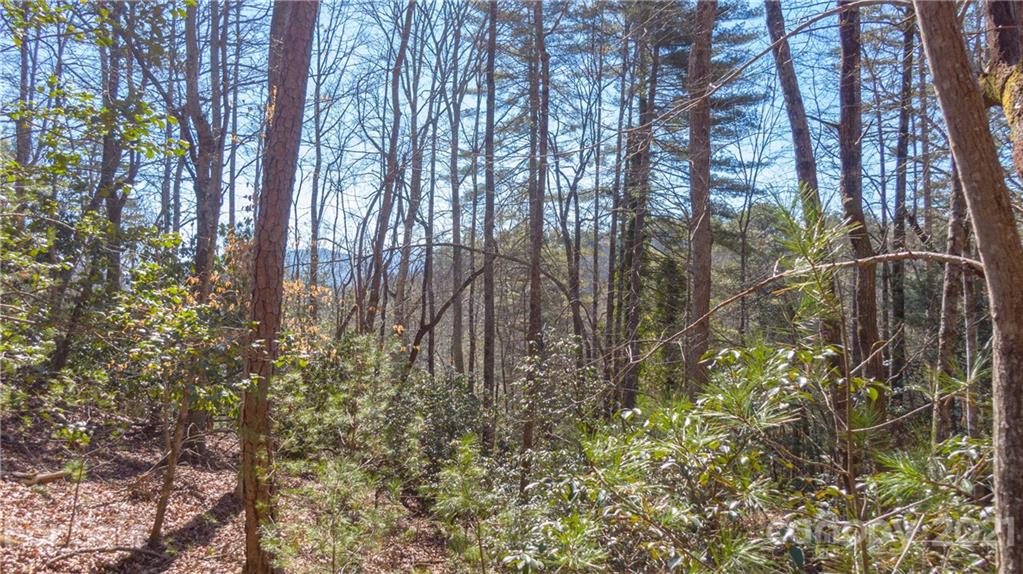 Tbd Deerlake Road, Unit 61 Brevard, NC 28712 - Photo 5 of 25 Gallery Image 5