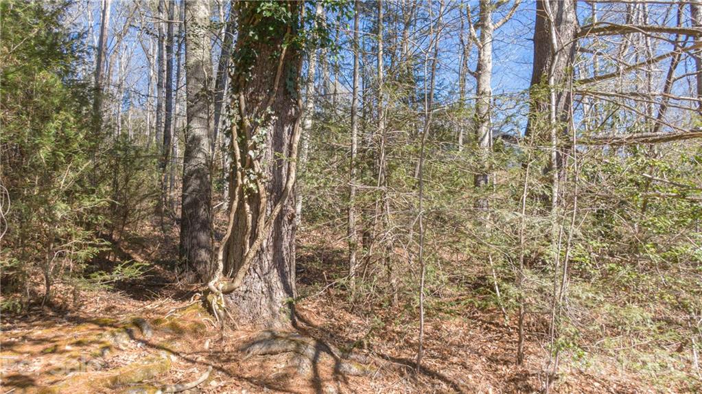 Tbd Deerlake Road, Unit 61 Brevard, NC 28712 - Photo 6 of 25 Gallery Image 6