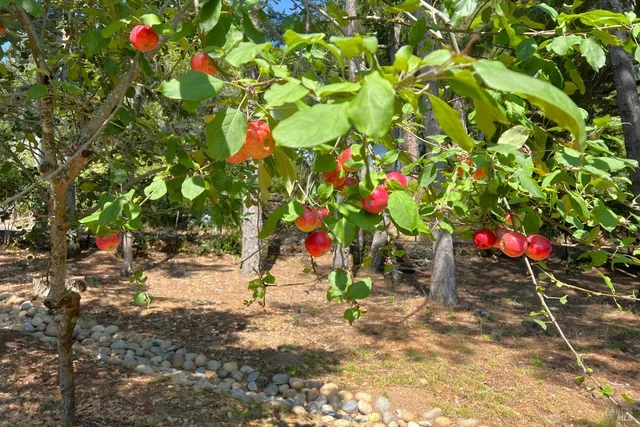 $1,525,000 | 12195 Fiori Lane, Sebastopol, CA 95472