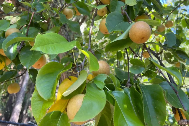 $1,525,000 | 12195 Fiori Lane, Sebastopol, CA 95472