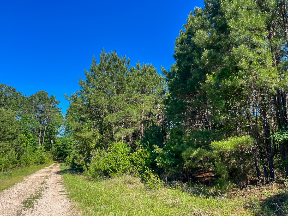 355 Eliot Trinity, TX 75862 - Photo 2 of 13