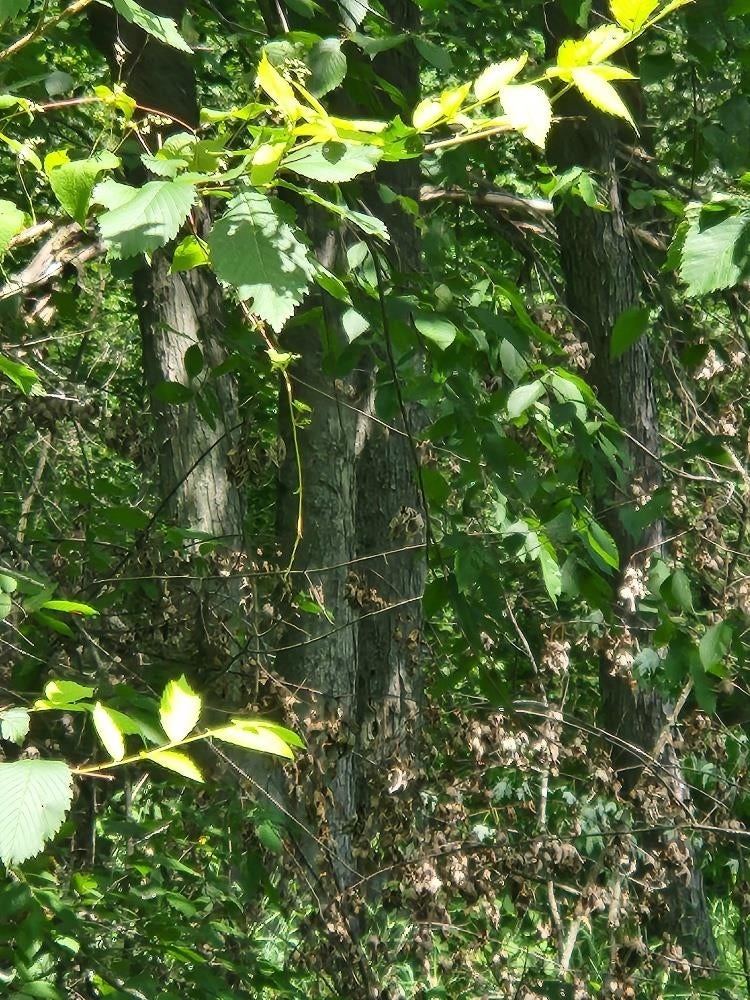 On Dietsch Road Athens, WI 54411 - Photo 2 of 7 Gallery Image 2