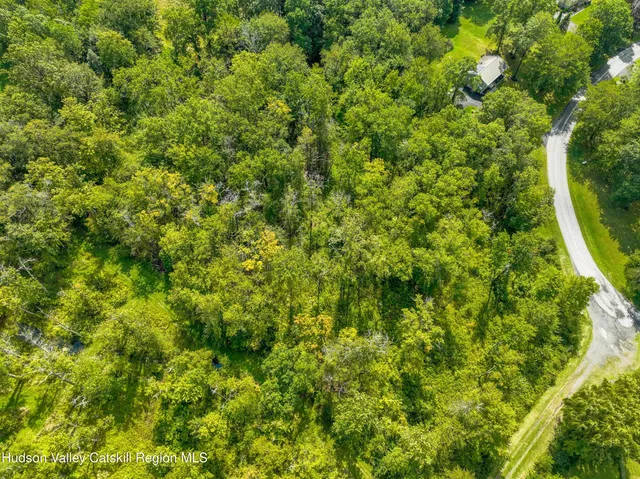 a view of a lush green forest