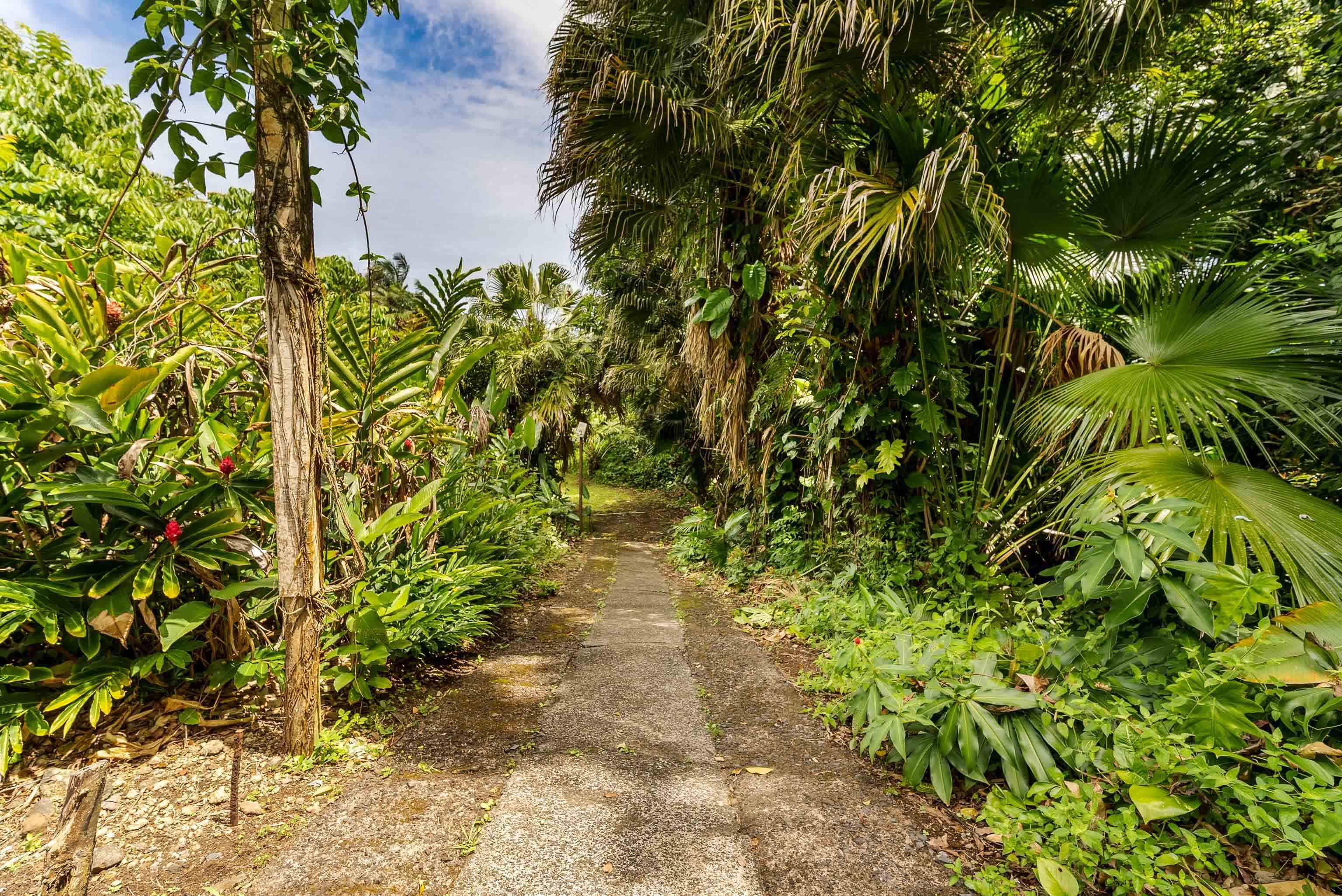 810 Nahiku Road Haiku, HI 96708 - Photo 28 of 50 a backyard of a house with lots of green space