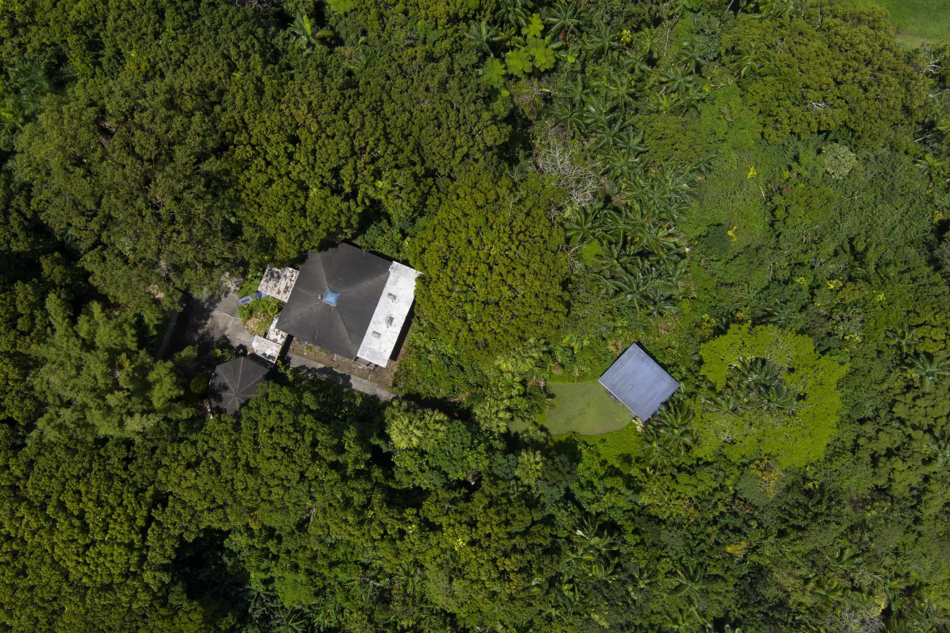 810 Nahiku Road Haiku, HI 96708 - Photo 38 of 50 a view of a tree with a yard