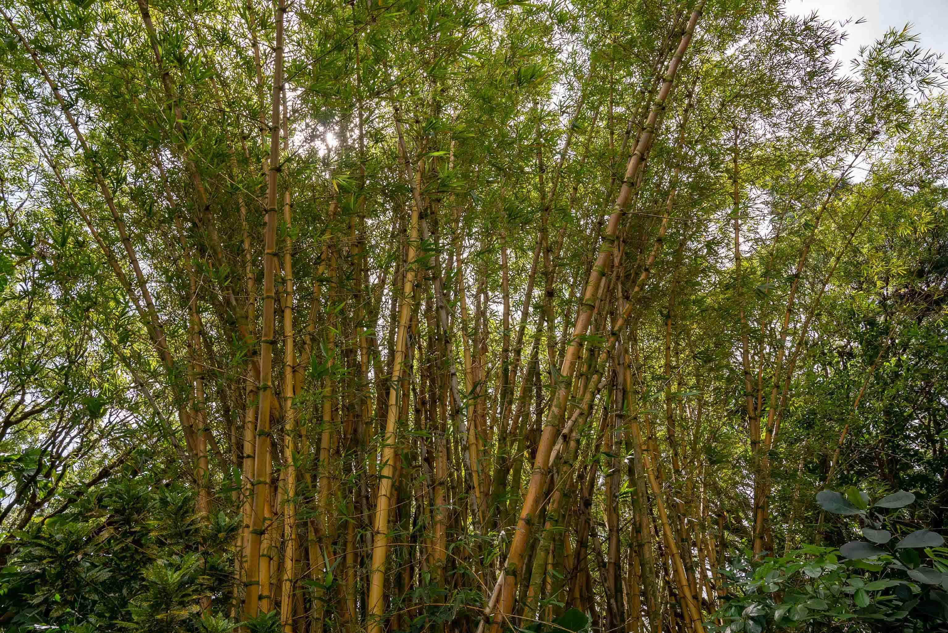 810 Nahiku Road Haiku, HI 96708 - Photo 41 of 50 a view of a yard with a plants and large trees