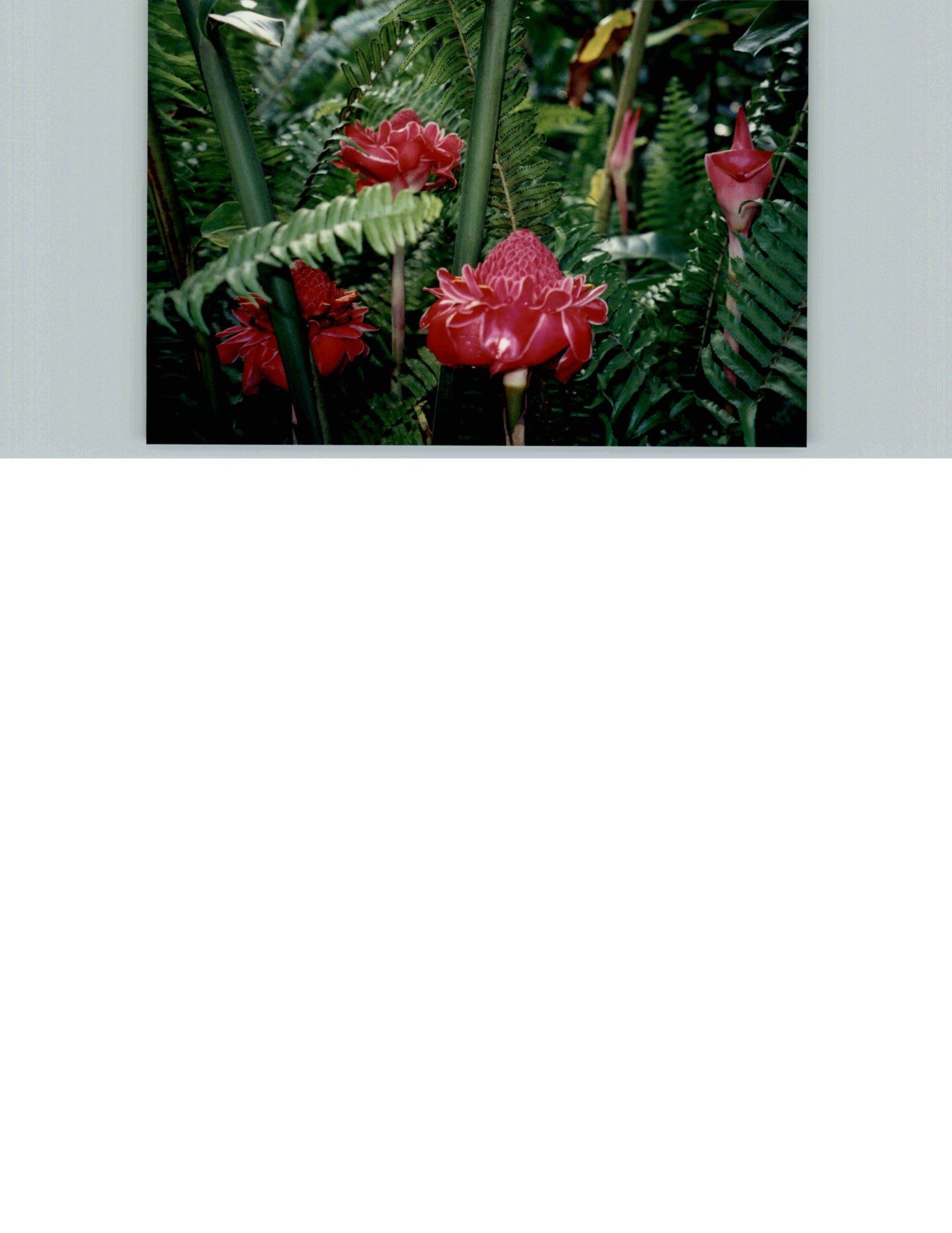 810 Nahiku Road Haiku, HI 96708 - Photo 50 of 50