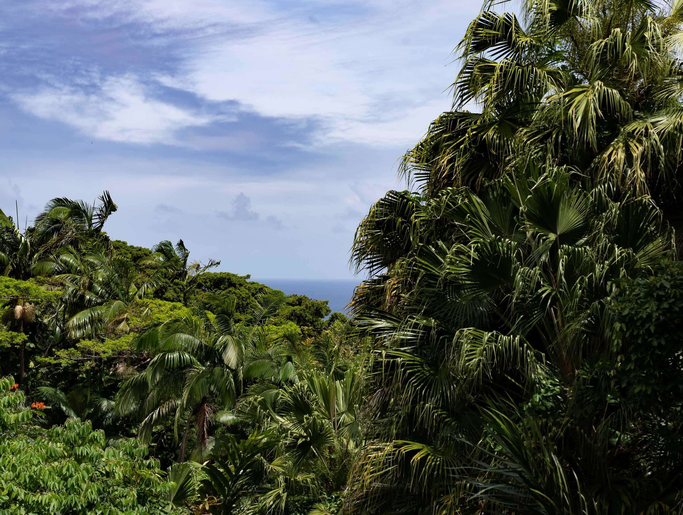 810 Nahiku Road Haiku, HI 96708 - Photo 6 of 50 a backyard of a house with lots of green space