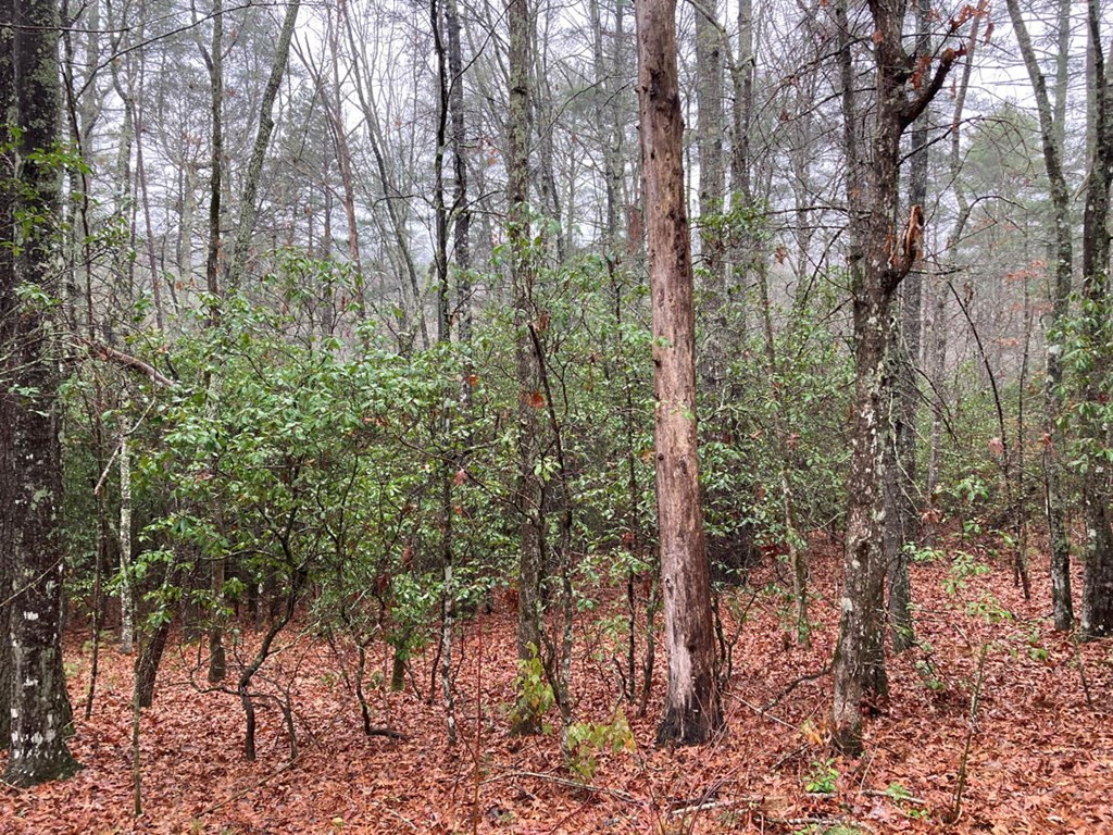 3.93 A Seneca Road Murphy, NC 28906 - Photo 8 of 20 Gallery Image 8