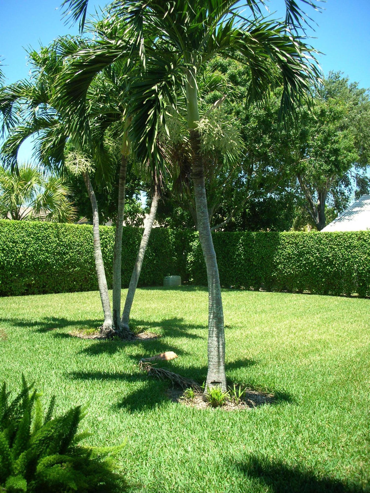 8886 Thames River Drive Boca Raton, FL 33433 - Photo 14 of 24 Backyard