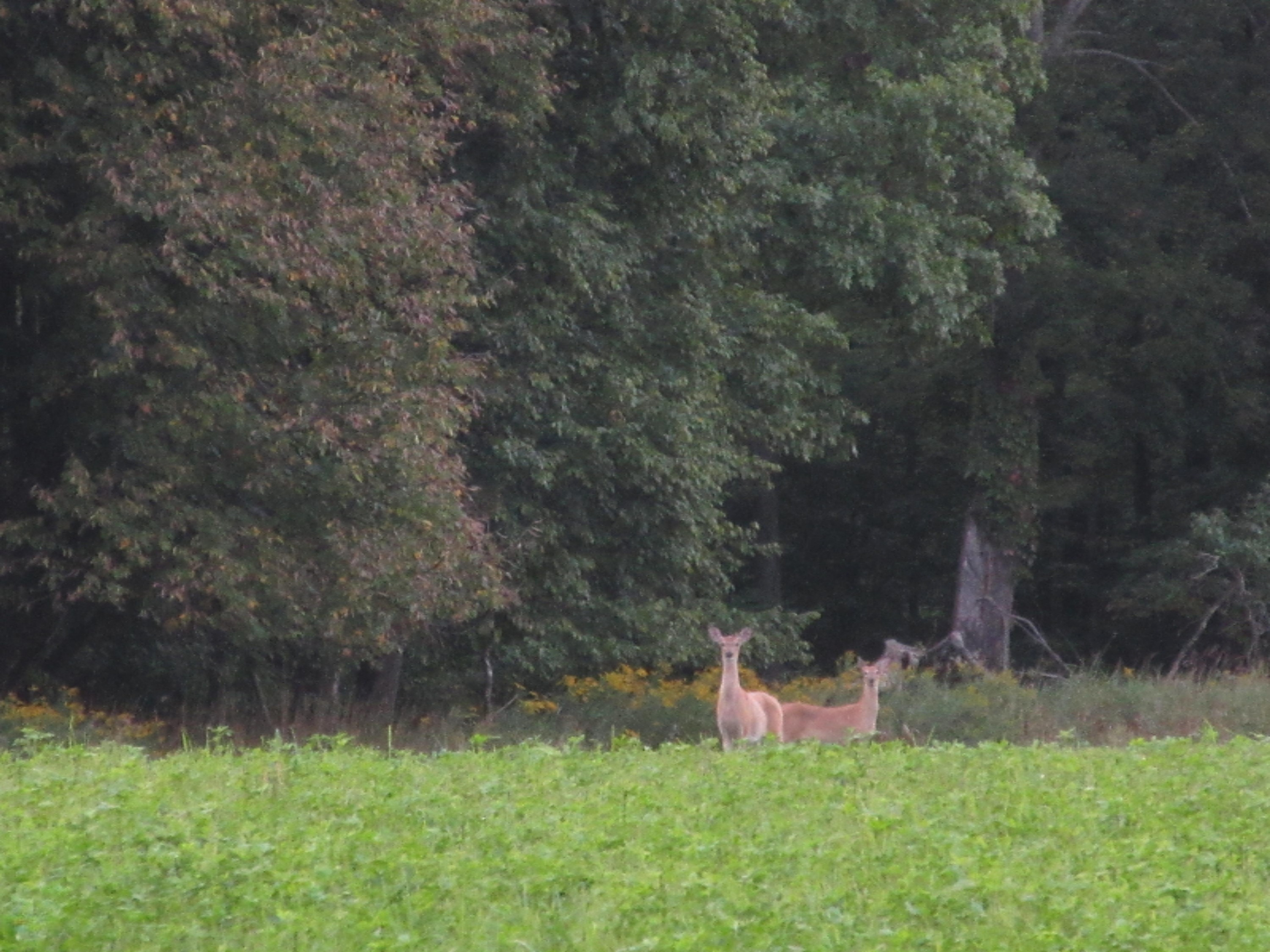 0 South Ferris Road Greenville, MI 48838 - Photo 1 of 14 IMG_3373