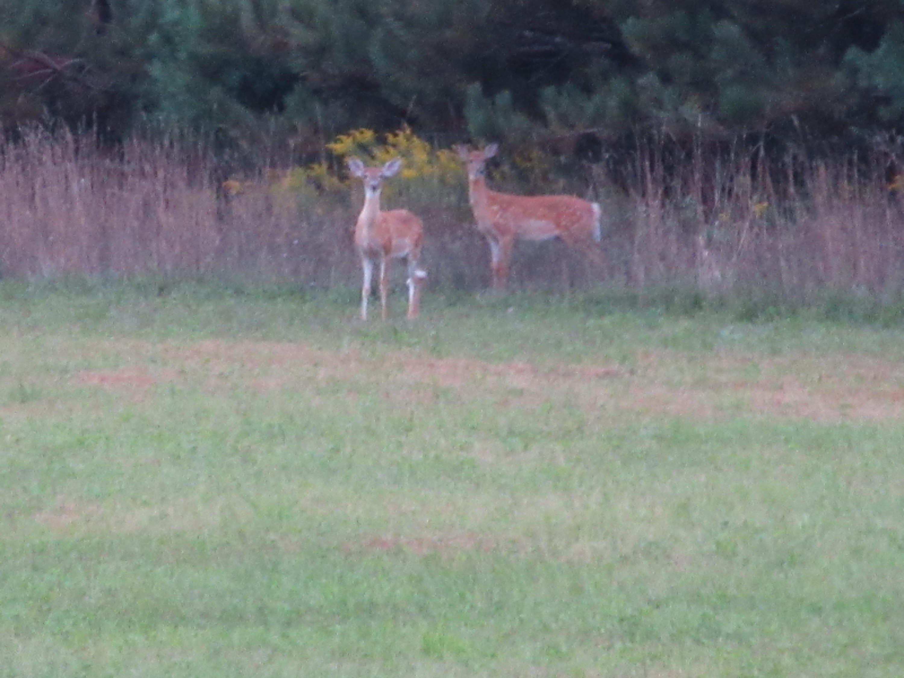 0 South Ferris Road Greenville, MI 48838 - Photo 9 of 14 IMG_3378