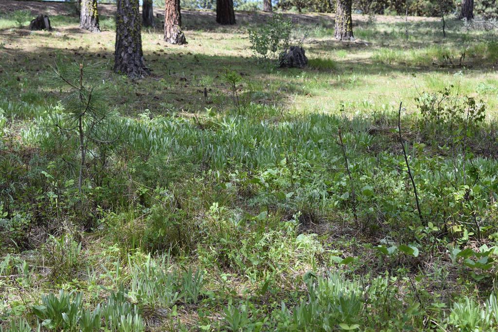 Tbd Syringa Drive, Unit 5 New Meadows, ID 83654 - Photo 6 of 12