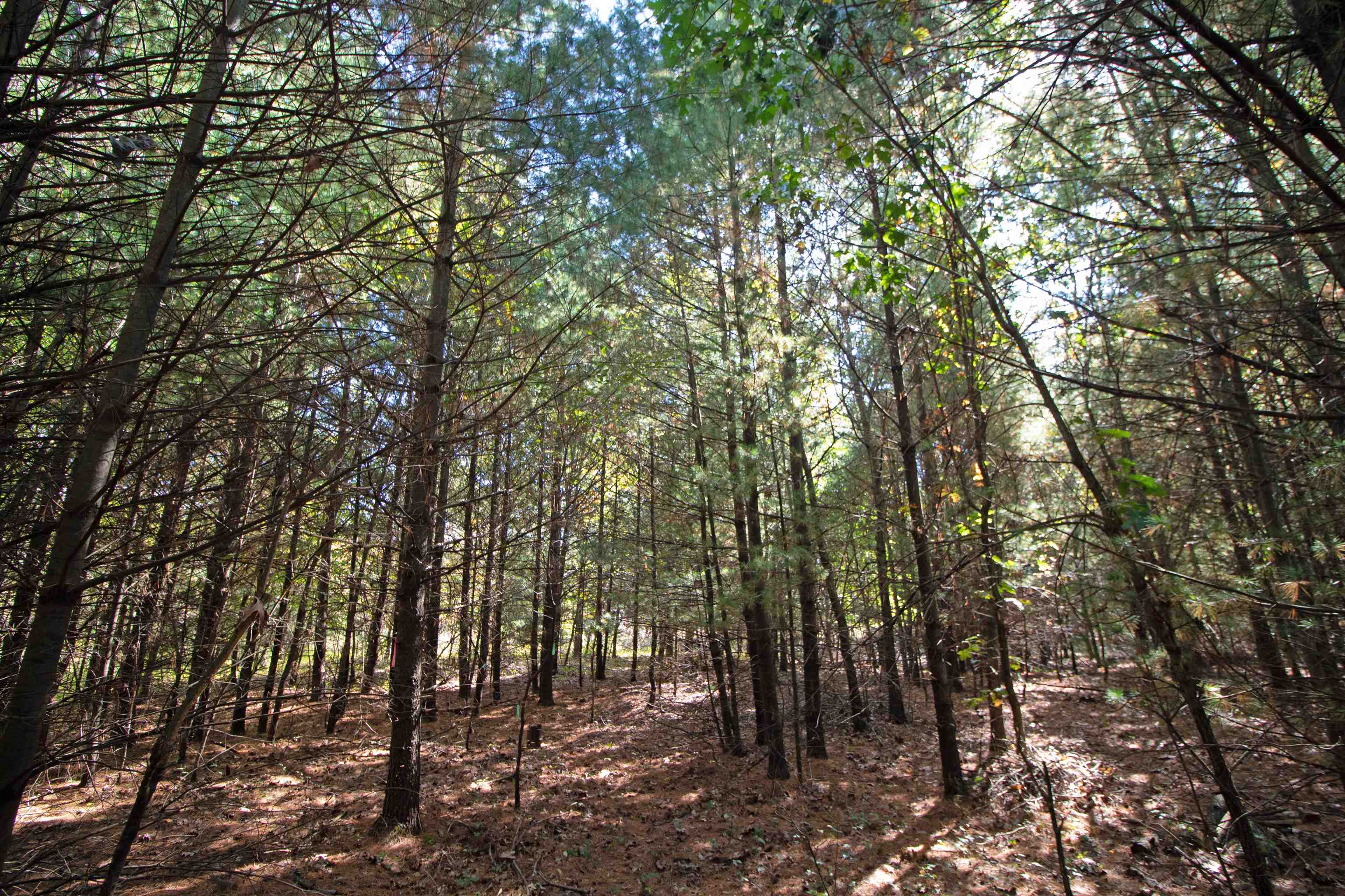 Lot 1 White Pine Spring Green Spring Green, WI 53588 - Photo 11 of 25 Gallery Image 11