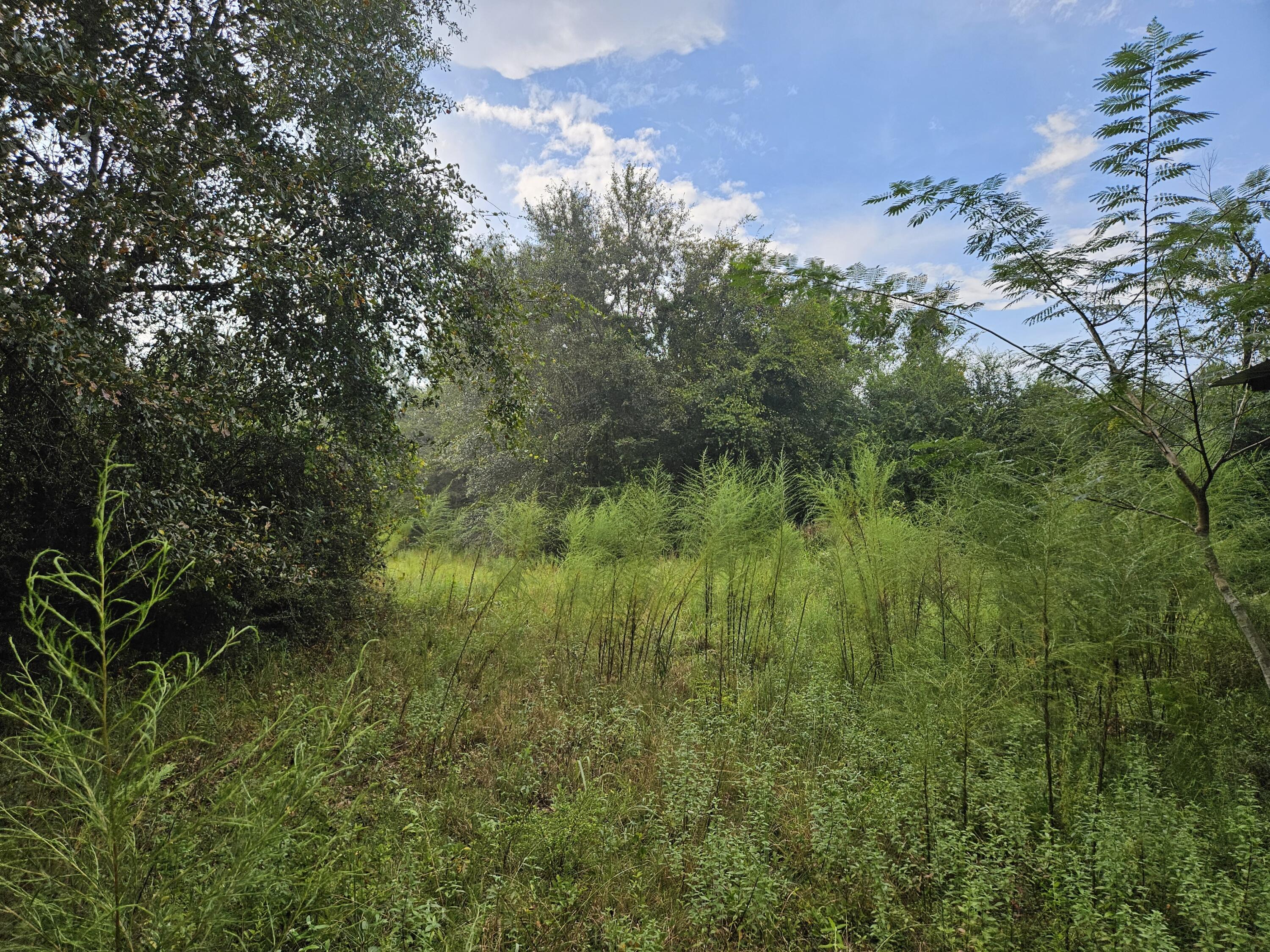 8330 Davis Road Laurel Hill, FL 32567 - Photo 4 of 7 a view of a lush green space