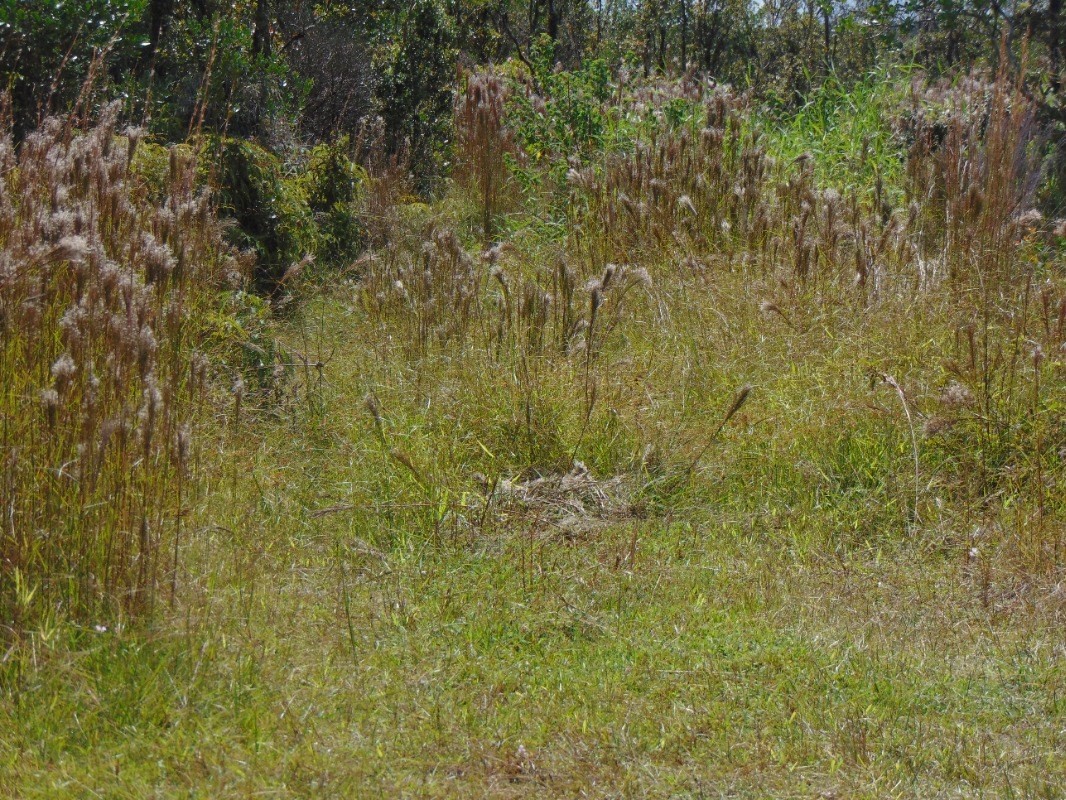 8526 South Uahi Road Mountain View, HI 96771 - Photo 13 of 22 Gallery Image 13