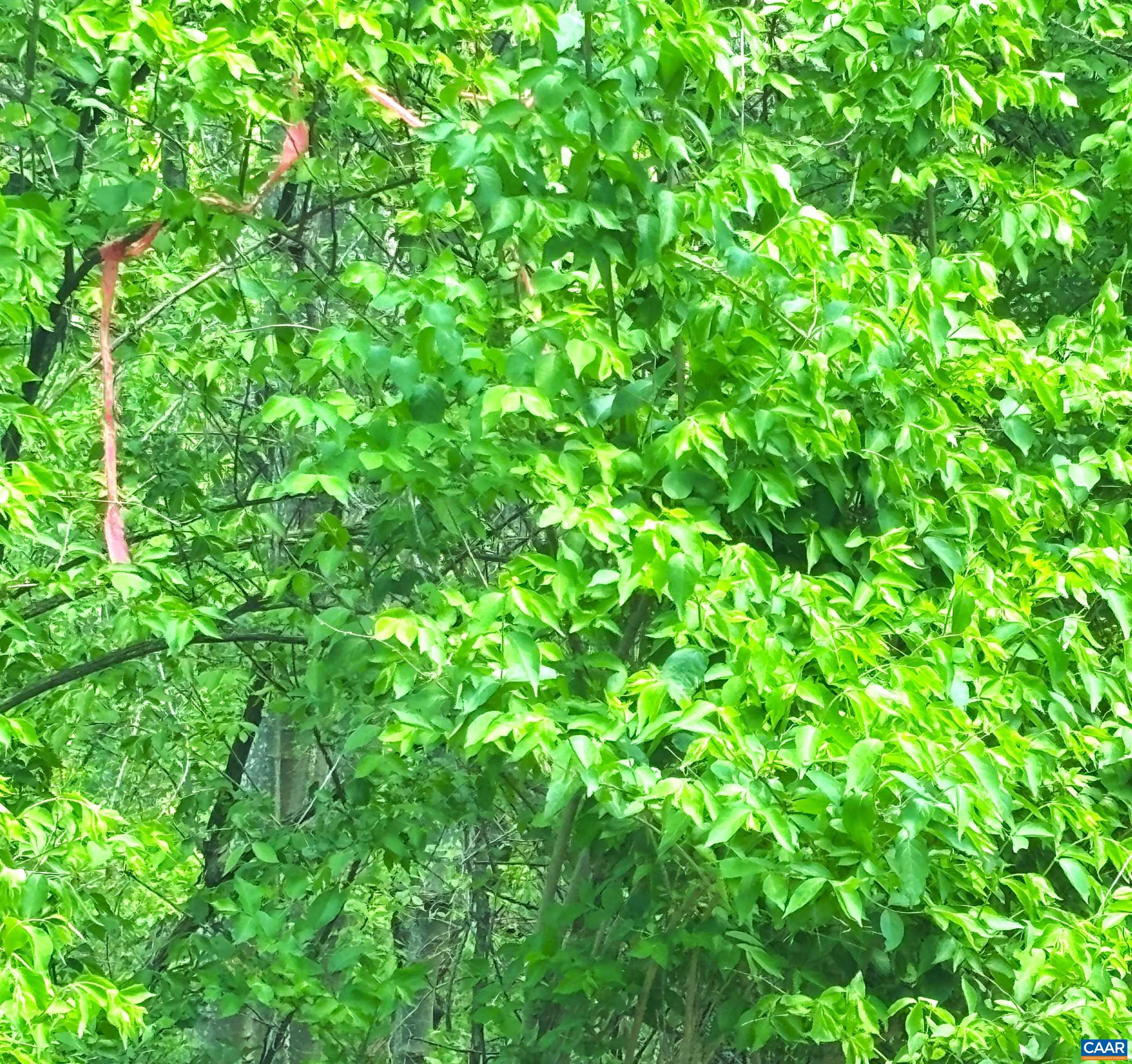 0 Reeds Gap Road Lyndhurst, VA 22952 - Photo 8 of 14 a view of a plant