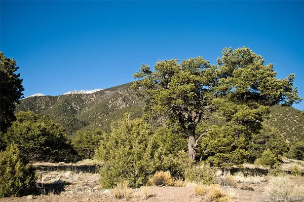 a view of a large tree