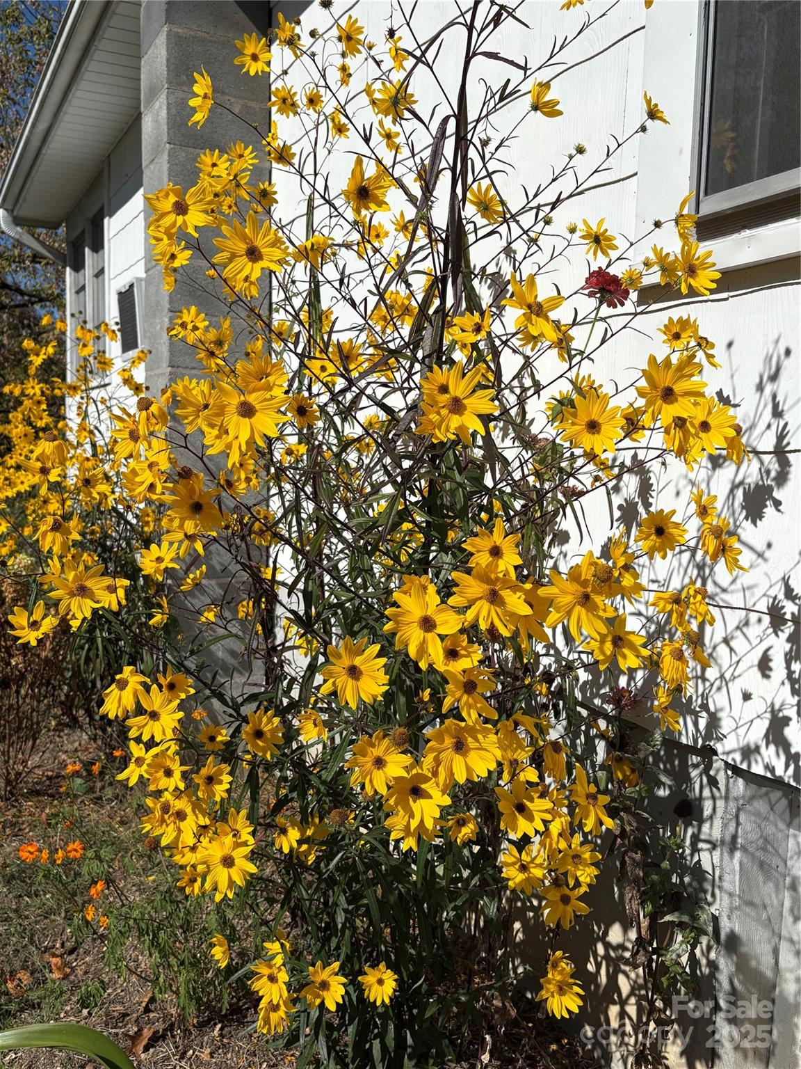 1600 Orchard Road Flat Rock, NC 28731 - Photo 31 of 33 a view of a tree