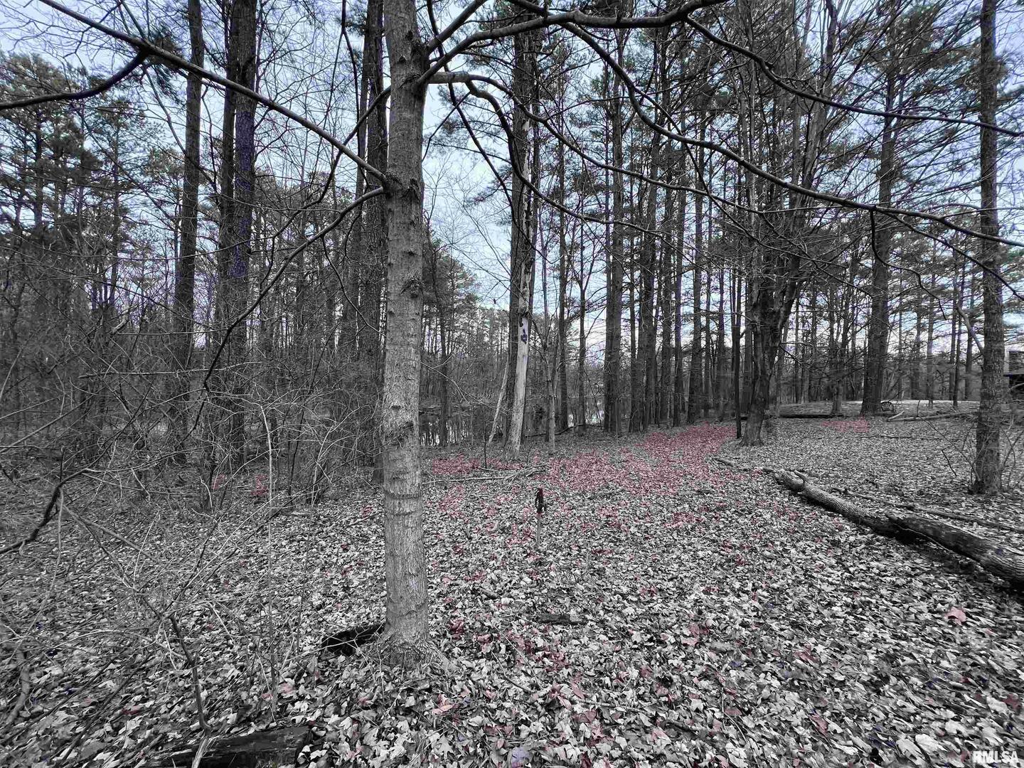 449 Pine Lane Murphysboro, IL 62966 - Photo 4 of 8