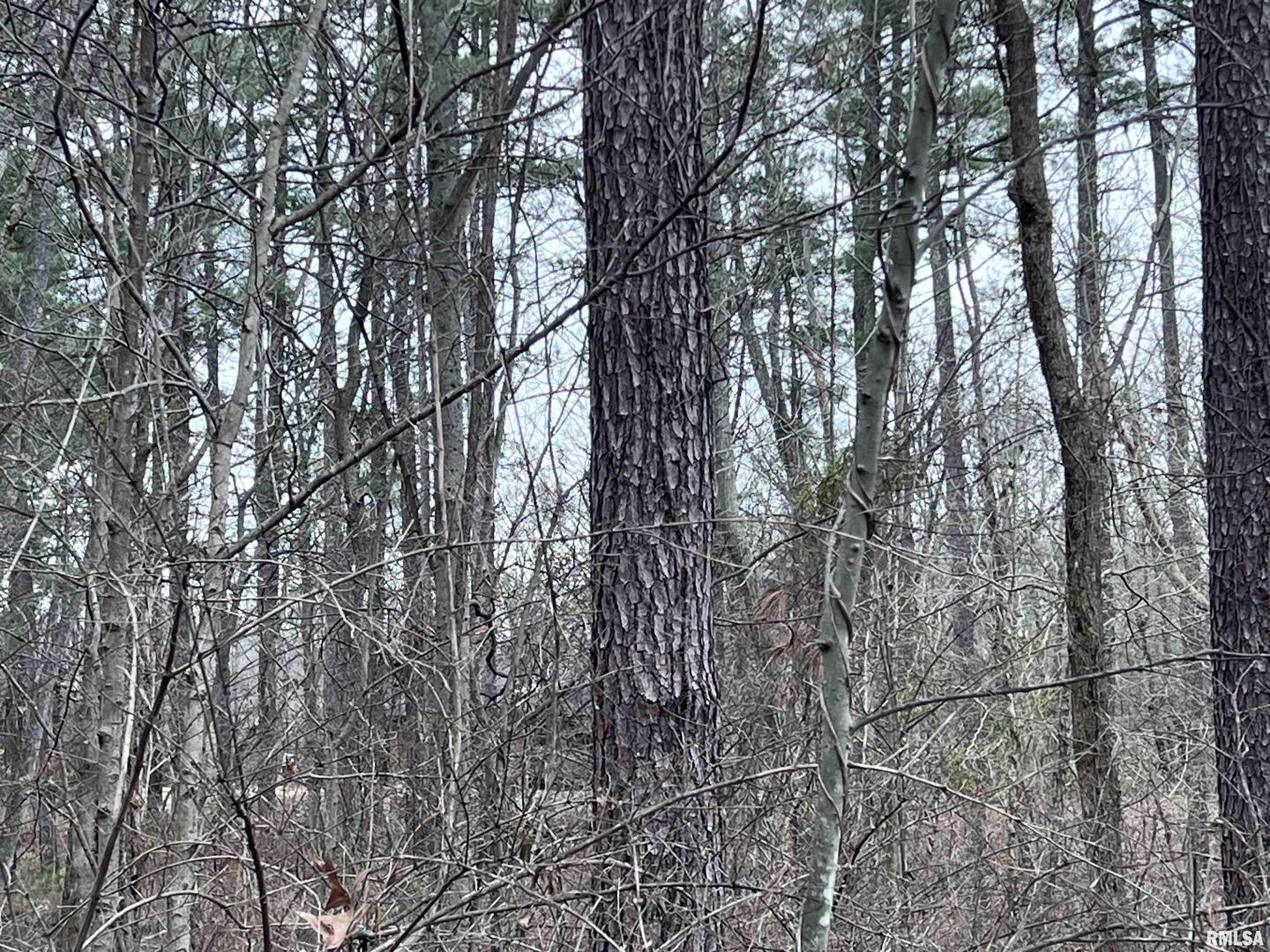 449 Pine Lane Murphysboro, IL 62966 - Photo 7 of 8