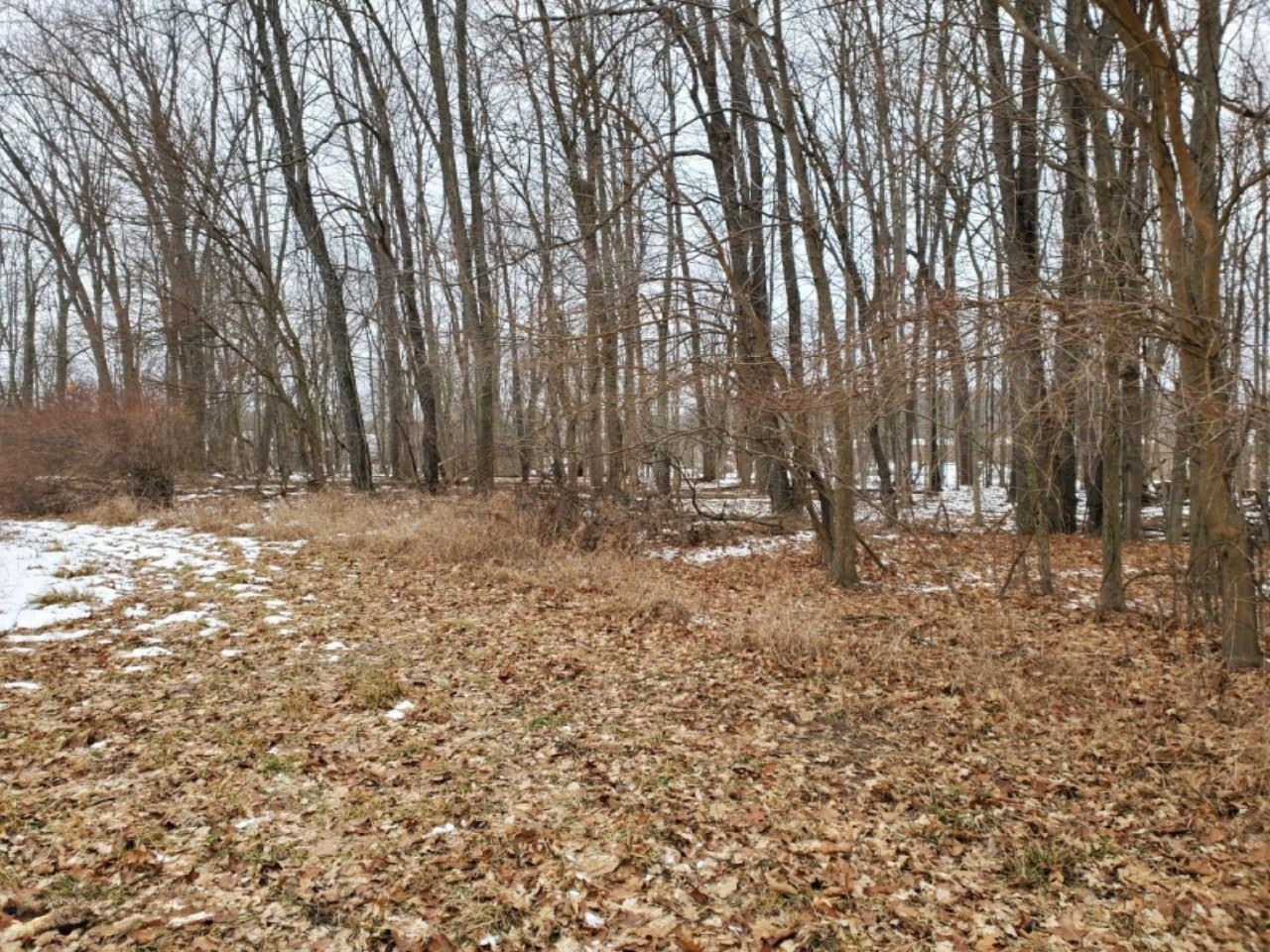 Usborne Road, Unit PARCEL 1 Freeport, MI 49325 - Photo 4 of 10 2