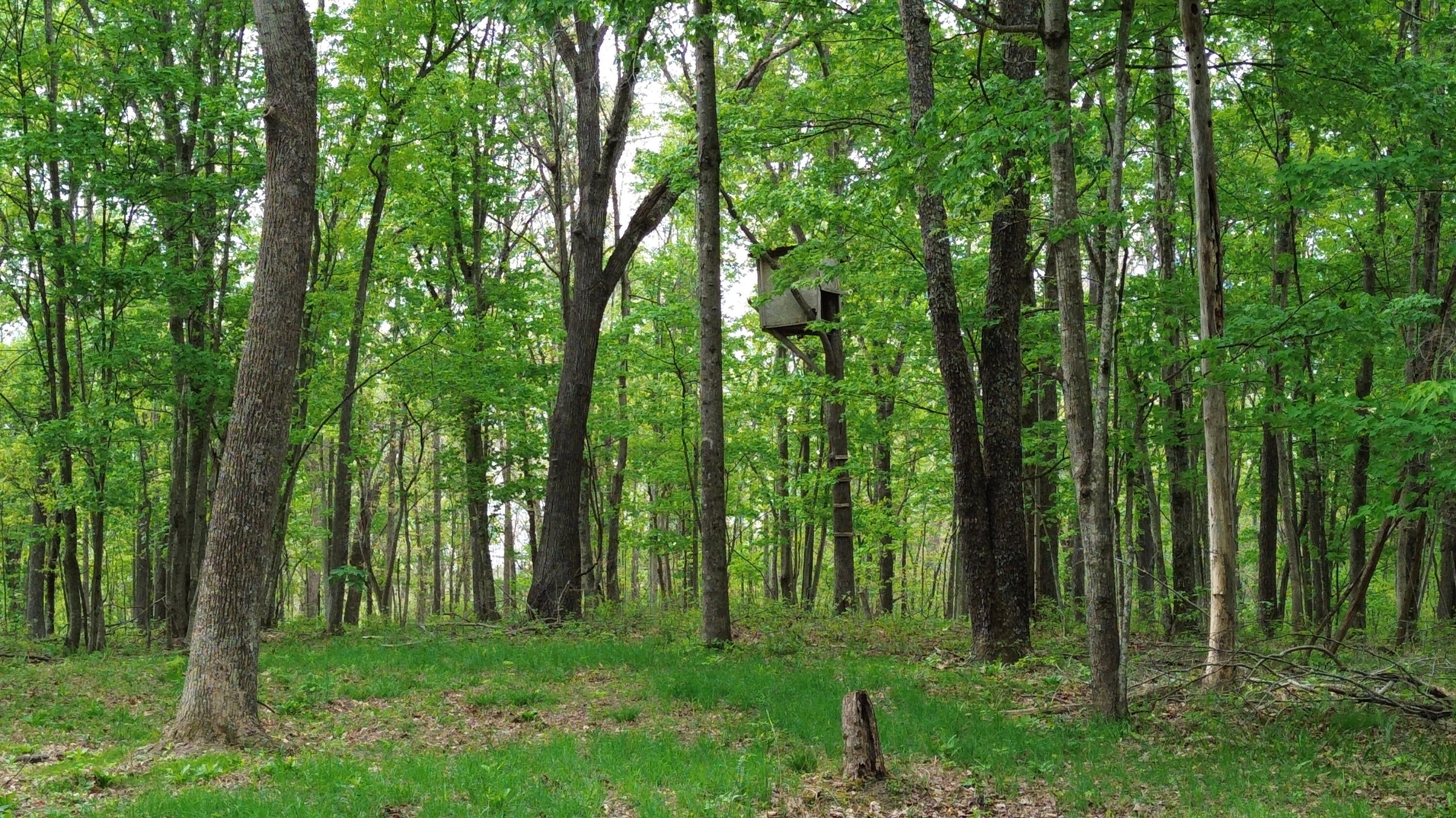 1271 A Tunnel Ridge Road Grayson, KY 41143 - Photo 22 of 134 Mature Trees