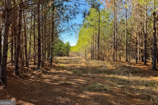 a view of yard covered with trees