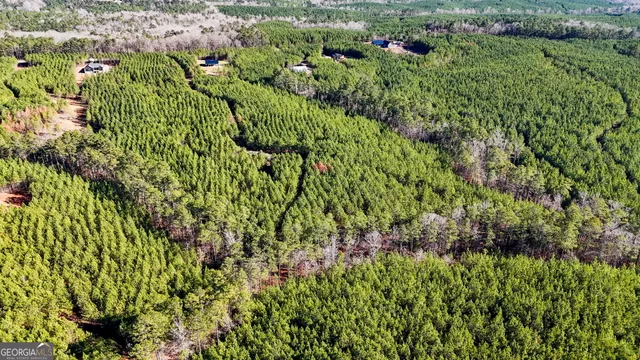 a view of a garden with a plant