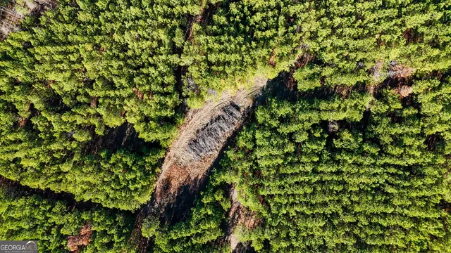 a view of a lush green forest