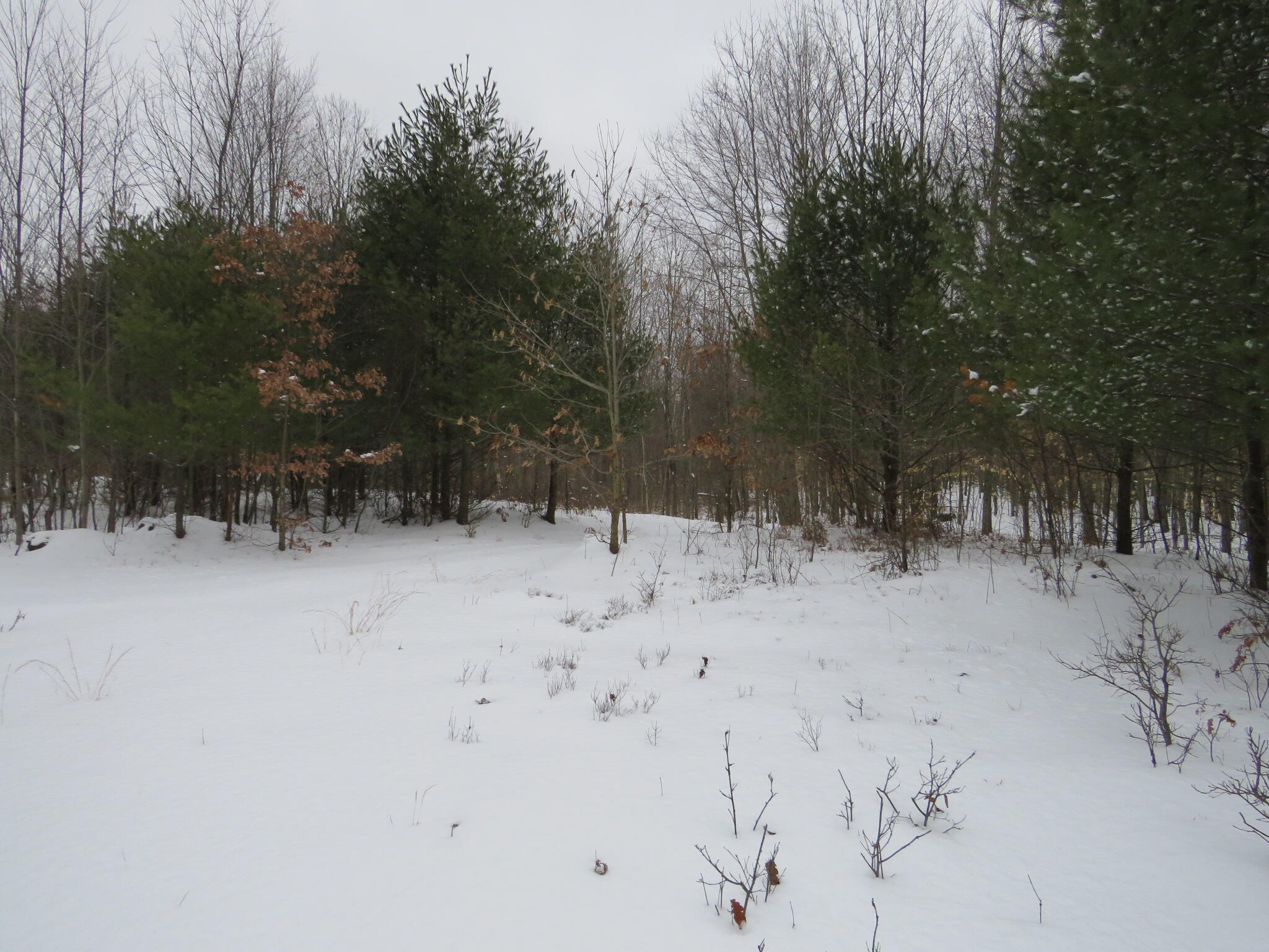 East Hayes Road Ashley, MI 48806 - Photo 20 of 33 IMG_3422
