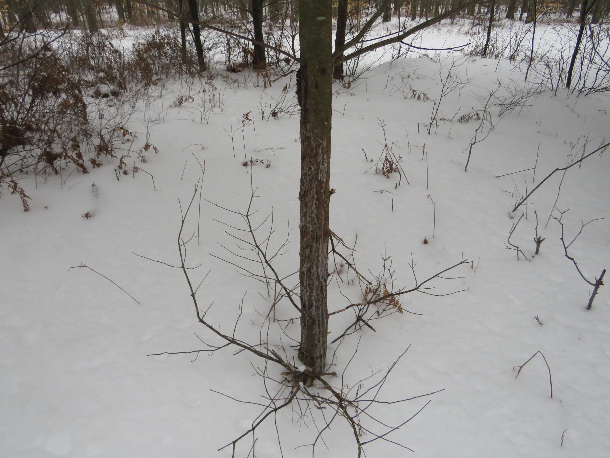 East Hayes Road Ashley, MI 48806 - Photo 22 of 33 IMG_3427