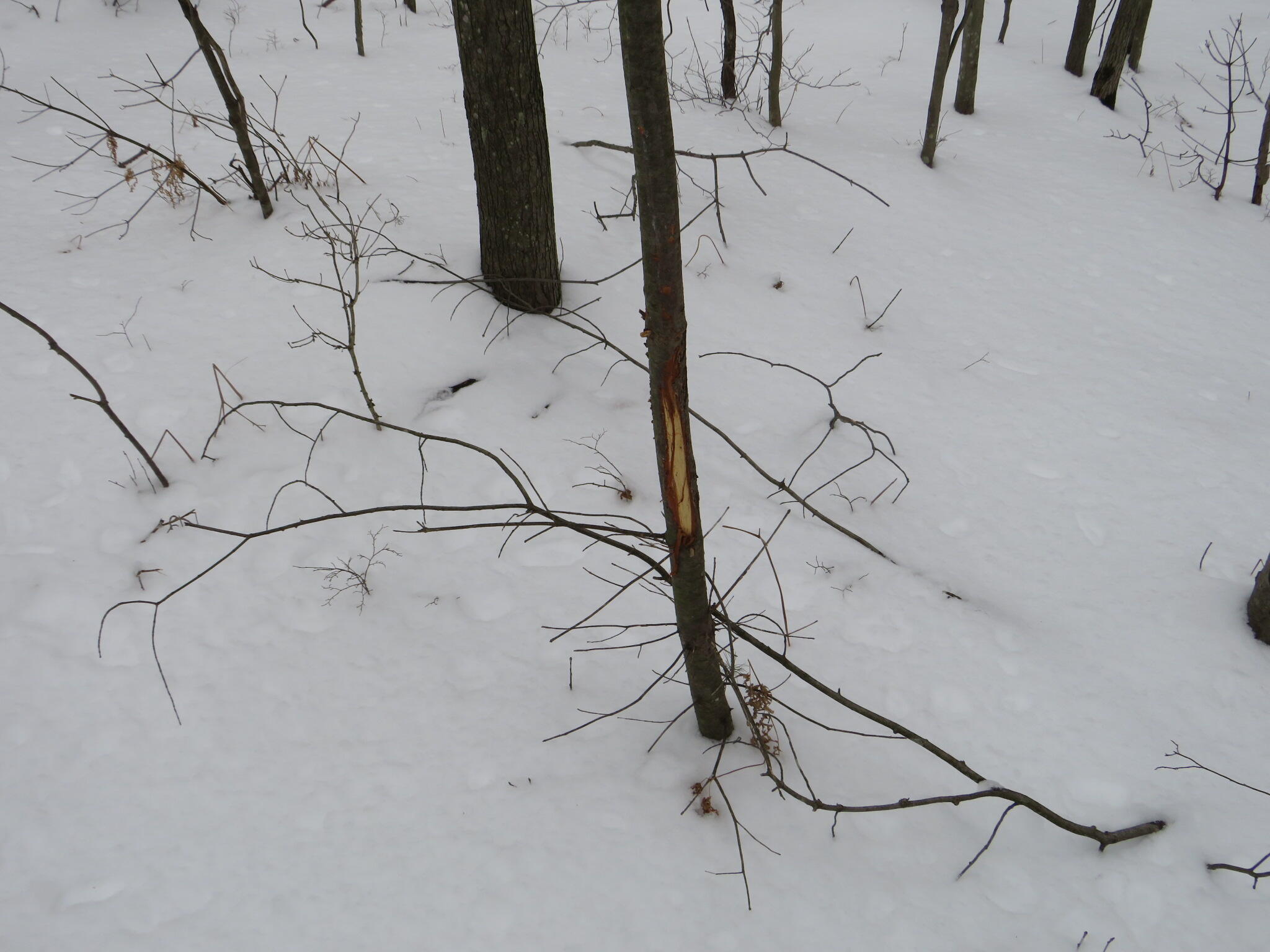 East Hayes Road Ashley, MI 48806 - Photo 23 of 33 IMG_3428